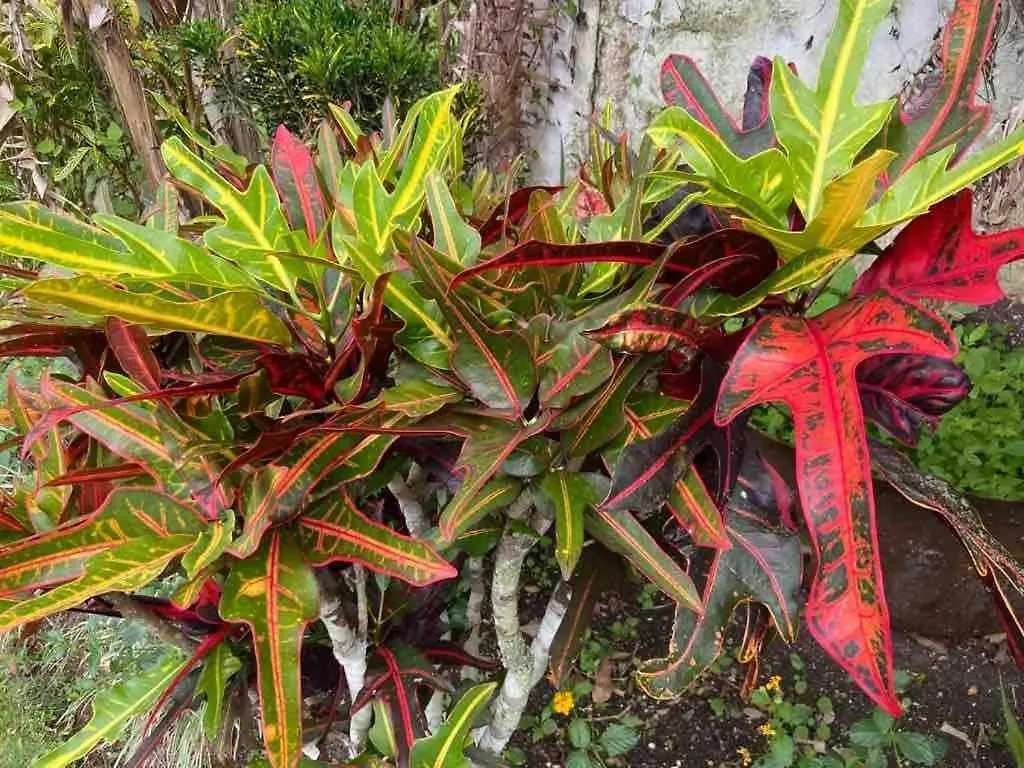 Murphy Hill, Mountain Cottage , Spectacular Views Ocho Rios